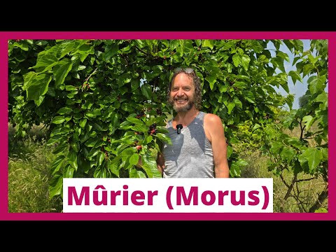 Learn all about the mulberry tree (Morus) with expert Dithmar Guillaume (Pépinière De Moerbeiboom)
