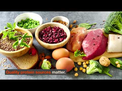 Best High-Protein Cat Food for Weight Loss — The Essential Guide for Healthy Cats