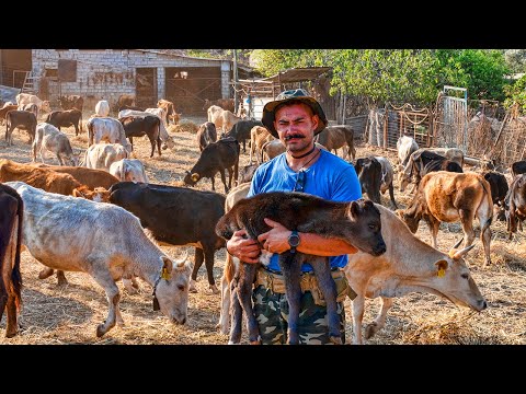 , title : 'Η φάρμα του Σταύρου | Η ζωή στο χωριό | Greek Village Life'
