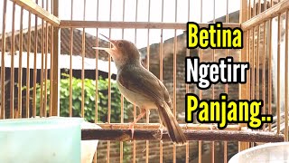 Download lagu PRENJAK BETINA | PRENJAK BETINA Ngetir Panjang Istimewa Suara Jernih, Cocok Buat MASTERAN | mp3