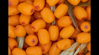 The Strangest Superfoods You've Never Heard Of
