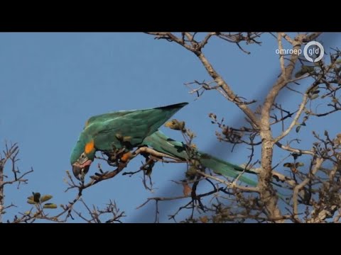 GLD Nieuws 31 oktober 2020