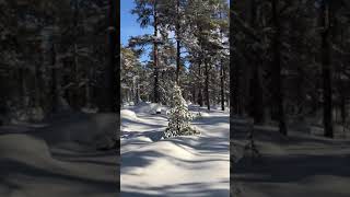Finnish lapland 🇫🇮 Finland Inari Ivalo Hiking Pielpajarvi Wilderness Church Snow
