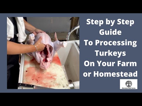 , title : 'Turkey Processing - Step by Step How to Butcher A Pastured Turkey On Your Farm or Homestead'