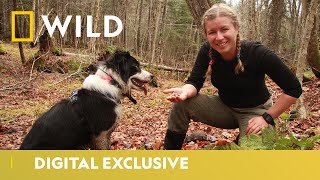Dogs Are A Woman's Best Friend | Called To The Wild | National Geographic WILD UK