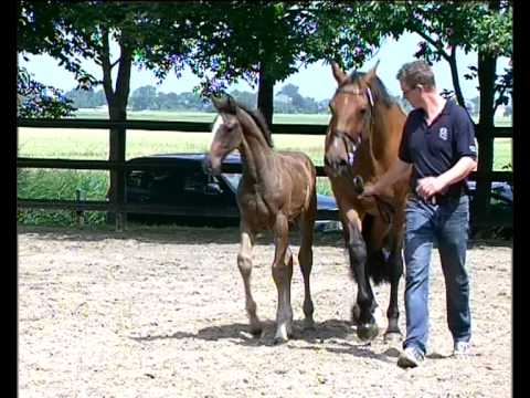 Stutfohlen von Casall - Carthago - Caletto II - Fohlenbrennen 2013