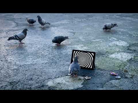 COMPILATION ON OF UNUSUAL MEMES AND VIDEOS V17
