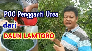 Download lagu Cara Membuat POC Pengganti Urea Dari Daun Lamtoro mp3 Download lagu Cara Membuat POC Pengganti Urea Dari Daun Lamtoro mp3