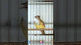 Download lagu Cucak Jenggot Gacor Isian Tengkek Buto mp3 Download lagu Cucak Jenggot Gacor Isian Tengkek Buto mp3