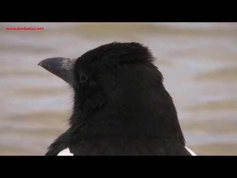 Urraca ( Pica pica ) Magpie