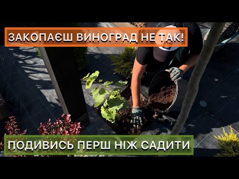 Як посадити виноград влітку. Покрокова інструкція для саджанців ЗКС