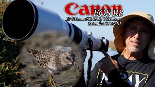 Canons R8 at San Diego River mudflats & Robb Field- such an awesome little camera body!
