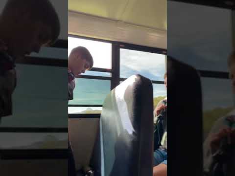 School Bus fight