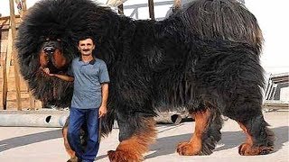 10 Strongest Dogs in the World