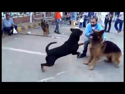 YouTube video about: What dog can beat a rottweiler?