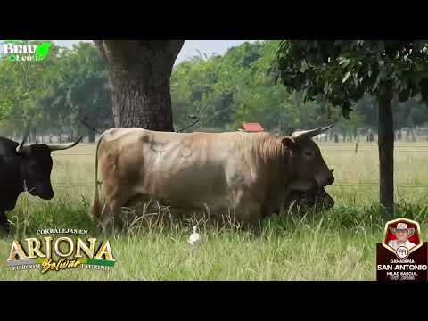 GANADERIA SAN ANTONIO | ARJONA BOLIVAR 2026