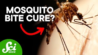 The Secret to Becoming Immune to Mosquito Bites