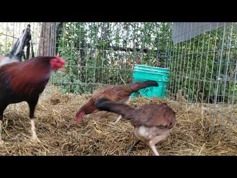 Corral macho  Albany  hembras  Kelso