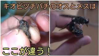 キオビツチバチのオスとメスの違いを比較してみた！