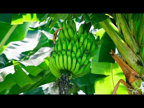 ヨーロッパの維管束植物はどの程度絶滅の危機に瀕しているのでしょうか?