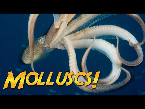 What Are Molluscs? | JONATHAN BIRD'S BLUE WORLD
