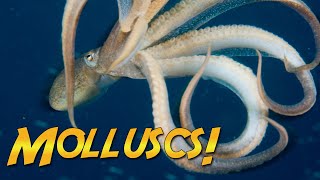 What Are Molluscs? | JONATHAN BIRD'S BLUE WORLD