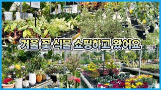 겨울에만 파는 꽃과 식물 13종!! 랜선 식물투어!!