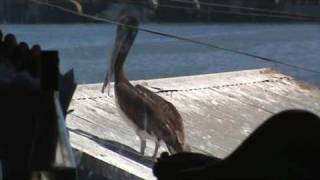 PELICANO CON HAMBRE - CHASCARROS DE PELICANOS - BLOOPERS DE ANIMALES - BLOOPERS DE AVES