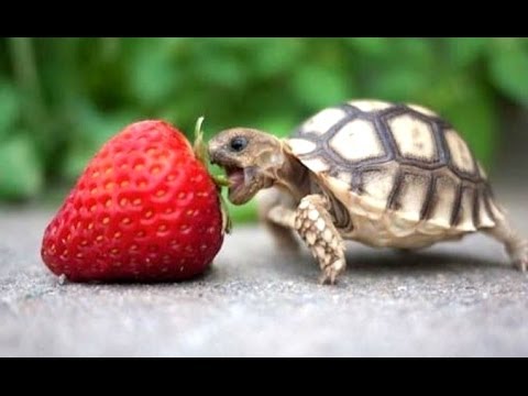 download lagu mp3 mp4 Schildpad, download lagu Schildpad gratis, unduh video klip Schildpad