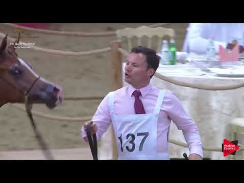 N.137 HALUL AL KHOR - 2019 Qatar Individuals - Yearling Colts (Class 4A)