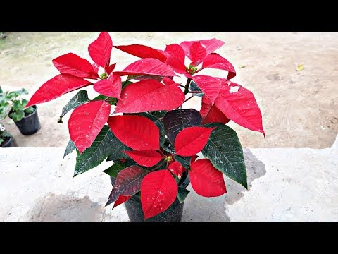 Poinsettia plant turned out into red (hindi)