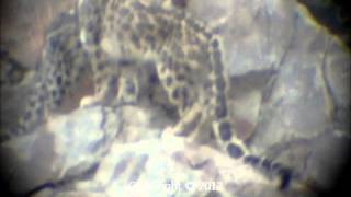 preview picture of video 'Doyan Snow leopard Astore Gilgit baltistan'