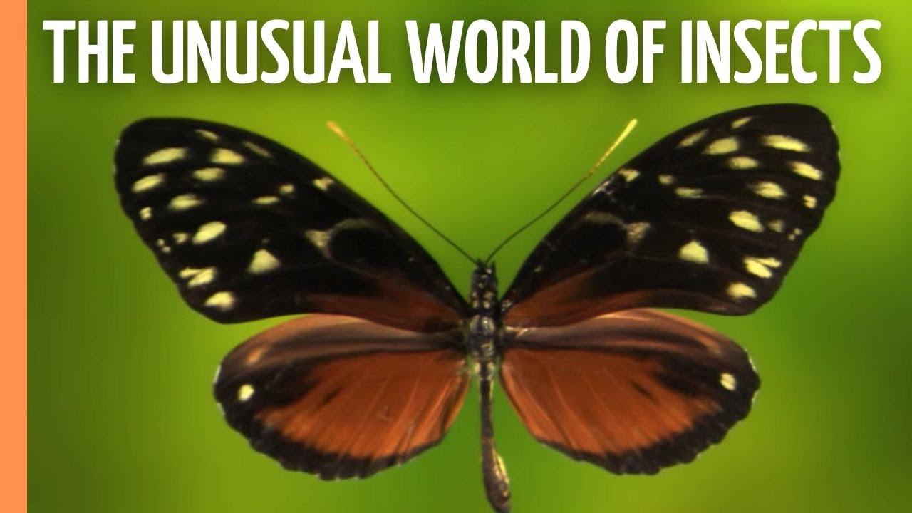 Masters of Disguise - The Unusual World of Insects