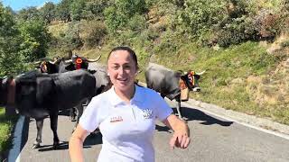 Movemos las vacas Tudancas ‼️