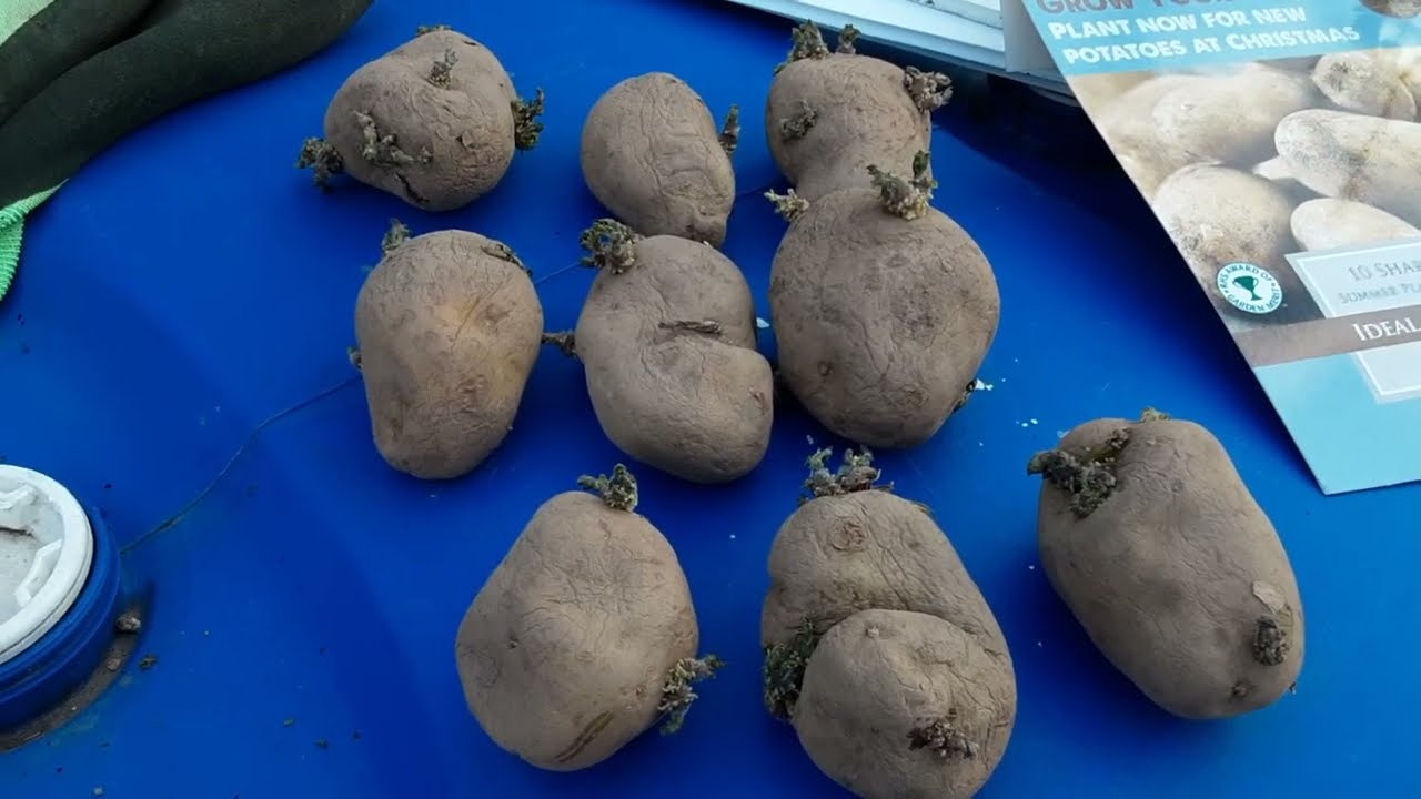Christmas Potatoes 🌻 Spiderfarmer 11g Grow Bags Update 🌻 Sharpe's Express Seed Potatoes