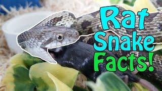 Rat Snakes- Facts and Feeding! by Snake Discovery