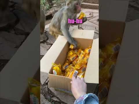 Monkey vs Twinkies
