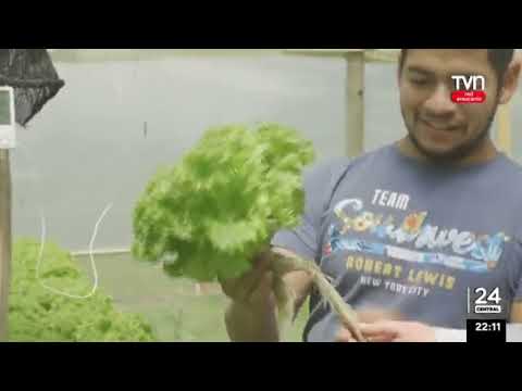 JOVEN AGRICULTOR DE NUEVA IMPERIAL APOSTÓ POR EL CULTIVO HIDROPÓNICO - NOTA TVN RED ARAUCANÍA