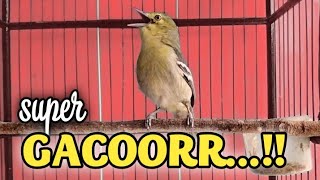 Download lagu SUPER GACOR..sirtu jenis apapun akan langsung ikut emosi dan gacor setelah dengar sirtu gacor ini. mp3 Download lagu SUPER GACOR..sirtu jenis apapun akan langsung ikut emosi dan gacor setelah dengar sirtu gacor ini. mp3