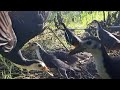 Test Jerat Ruak Ruak Pakai DUEL CAMERA Bird Trap PancingPancangchannel