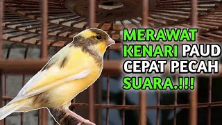 Download lagu How to Make PAUD Canaries Break Their Voice Quickly mp3