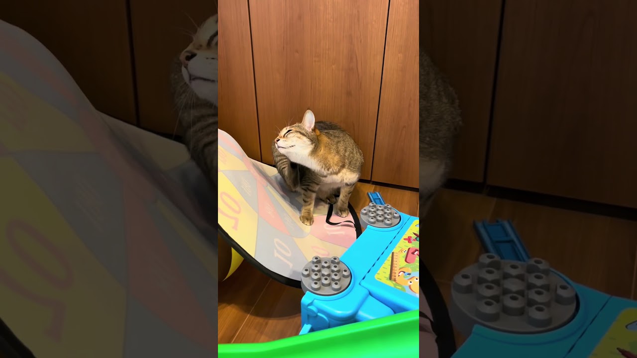 子猫時代しばかれた結果