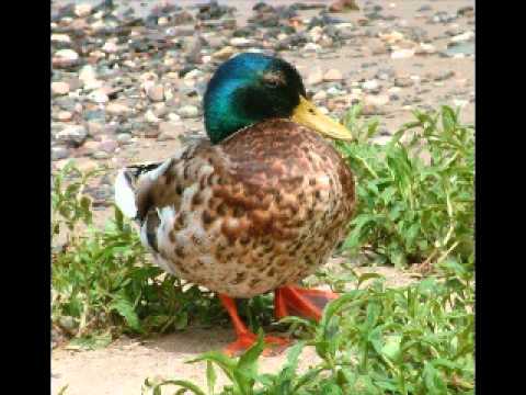 Alle meine Entchen [Türkische version]