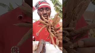 Download lagu Make use of Palm rasta,Prekese, Epo-obo (Anti wịt-çhçråft woød) & incent mp3 Download lagu Make use of Palm rasta,Prekese, Epo-obo (Anti wịt-çhçråft woød) & incent mp3