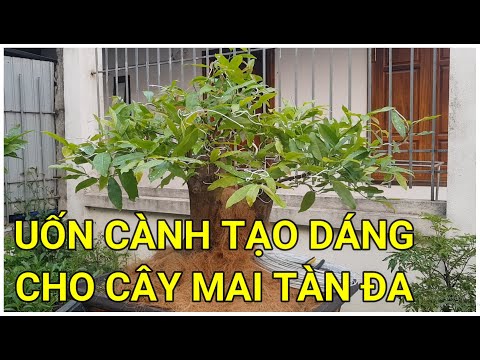 🔴 QBS22208 - CÁCH UỐN TẠO DÁNG THẾ  CHO CÂY MAI DÁNG LÀNG || CÁCH UỐN TẠO DÁNG THẾ CHO CÂY MAI VÀNG