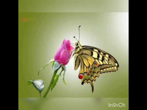 uyirulla Rosa poove.song. Tamil WhatsApp status.