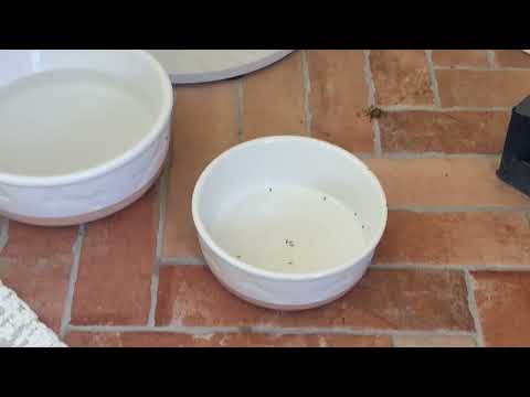 Dog Food Attracts Ants in Bernardsville, NJ