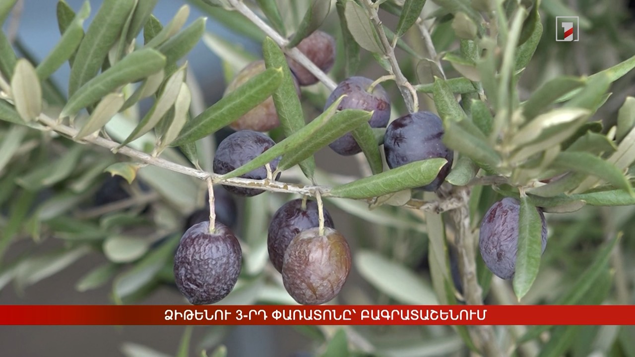 Ձիթենու 3-րդ փառատոնը՝ Բագրատաշենում