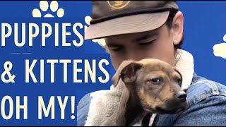 Chaos & Cuddles at PAWS Atlanta w/ THE DREAMERS
