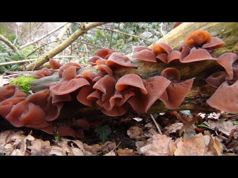 download lagu mp3 mp4 Cloud Ear, download lagu Cloud Ear gratis, unduh video klip Cloud Ear